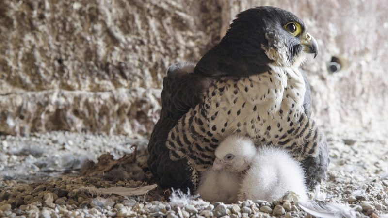 Erinnerung an PALATINA Wanderfalken Heidelberg