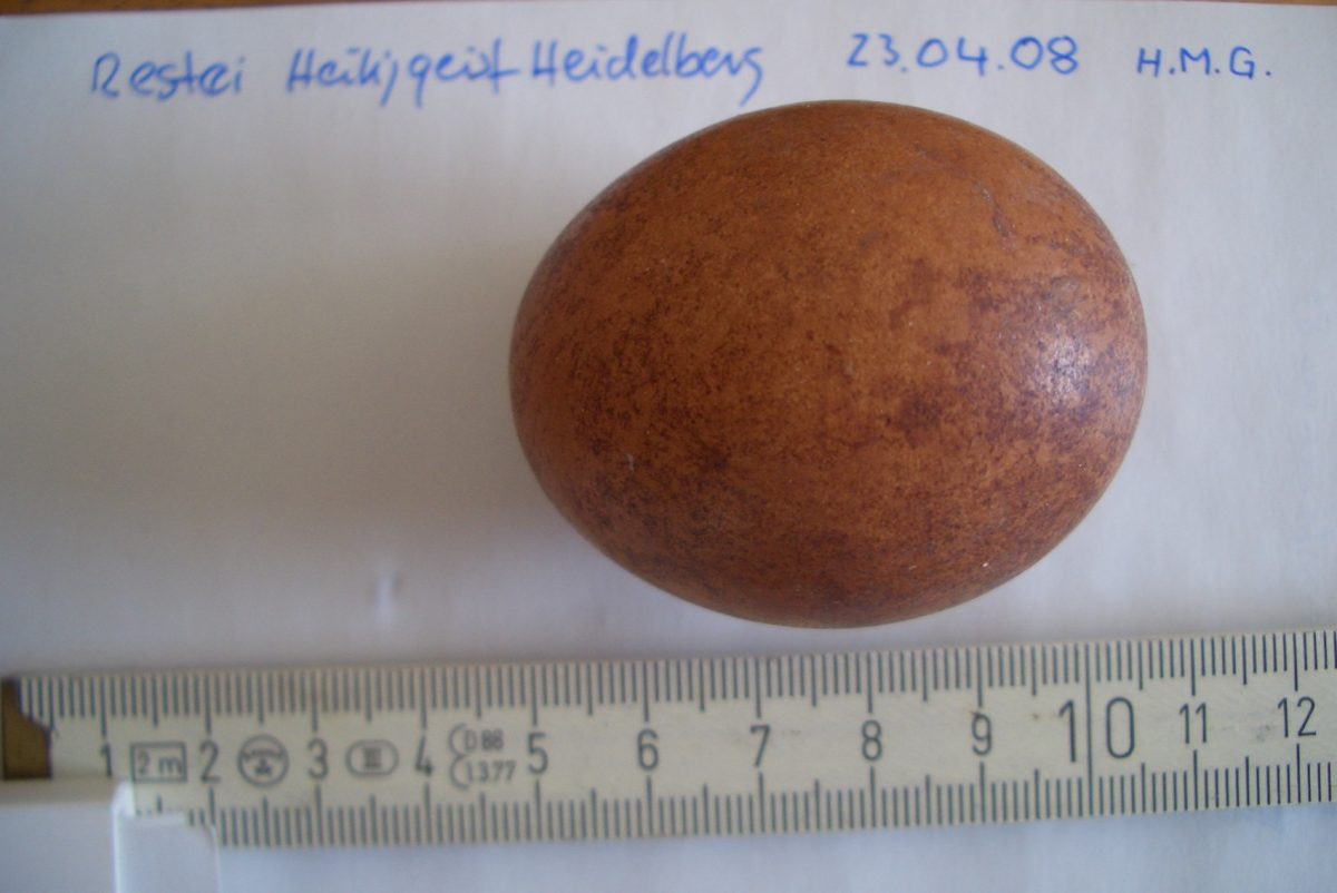 Die Eischale wird dünner werden Wanderfalken Heidelberg