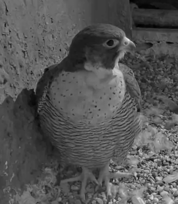 LISELOTTE ist nun im zweiten Alterskleid Wanderfalken Heidelberg